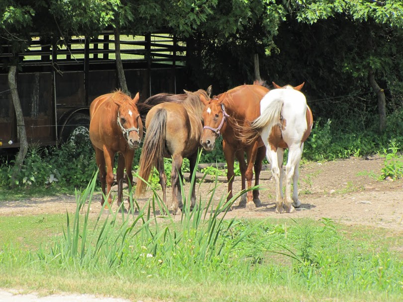 Iowa and San Diego Adventures 026