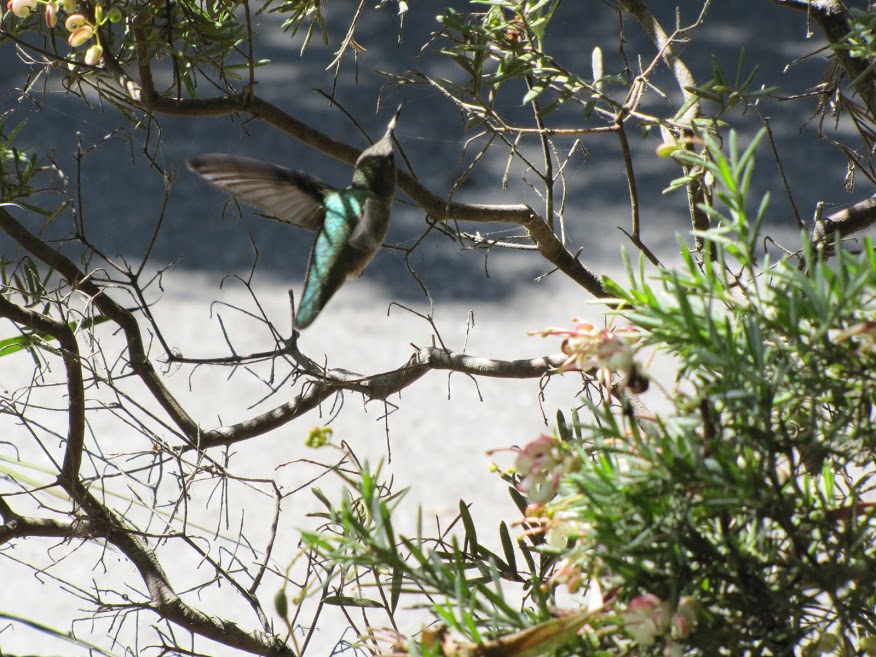 Humming bird flying around a bush.